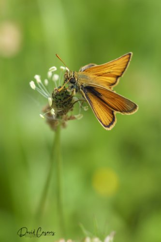 Thymelicus lineola (Hesperidae)