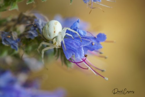 Thomisus onustus (Thomisidae)