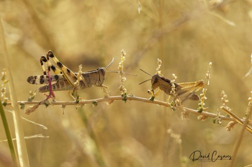Acrididae (Orthoptera)
