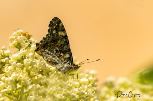 Vanessa cardui (Nymphalidae)