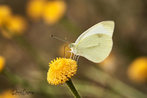 Pieris rapae (Pieridae)