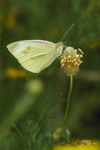 Pieris rapae (Pieridae)