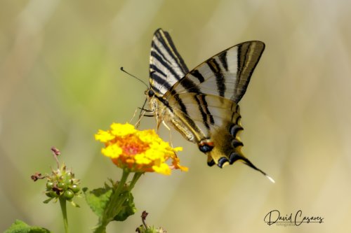 Iphiclides feisthamelii (Papilionidae)