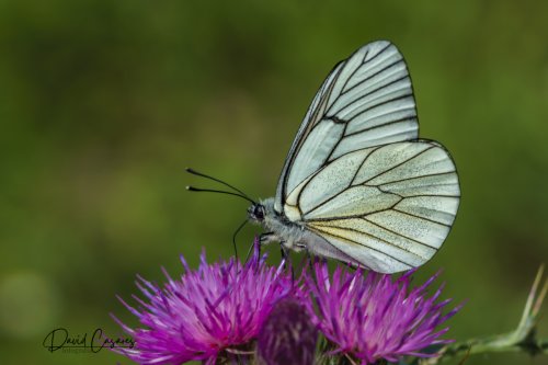 Aporia crataegi (Pieridae)