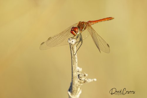 Sympetrum striolatum (Odonata)