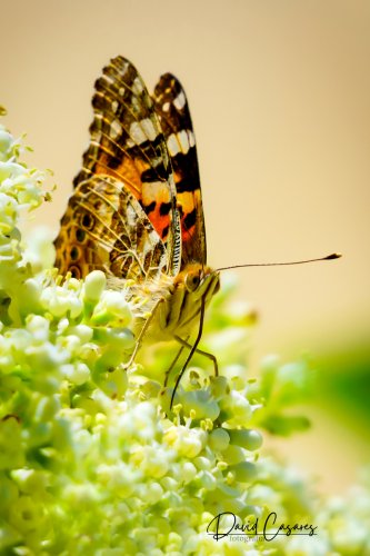Vanessa Cardui (Nymphalidae)