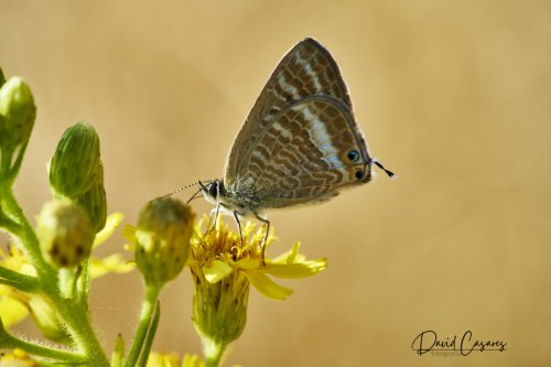 Lampides boeticus (Lycaenidae)