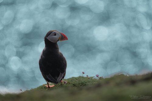 puffin
