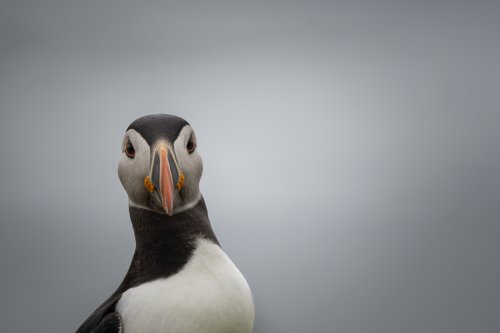 retrato de puffin