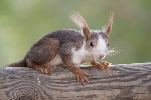 Sciurus vulgaris
