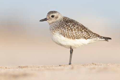 La mirada del Chorlito gris