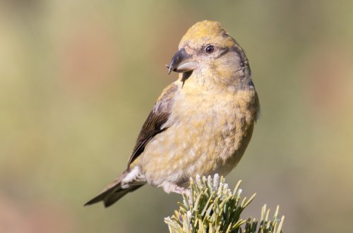 El despertar del Piquituerto común