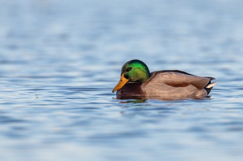 El tranquilo Ánade azulón