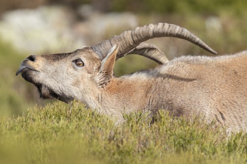 Lengüetazo de la Cabra montés