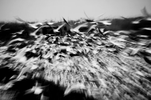 Fangueando en la Albufera