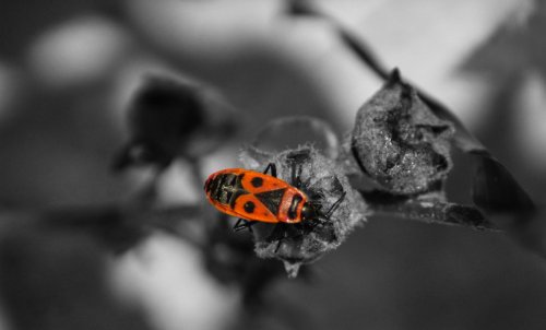 Phyrrhocoris apterus.