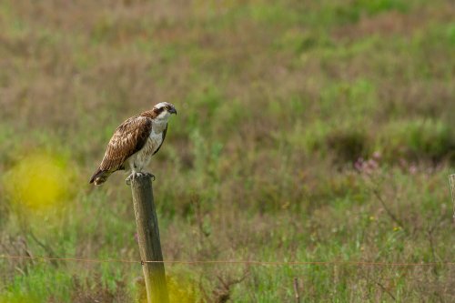 Sobre el verde de la marisma