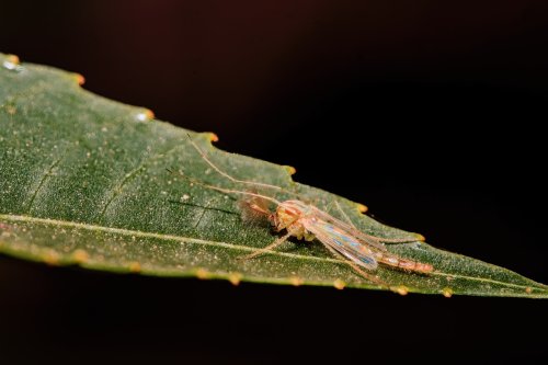 Díptero (quironómido)