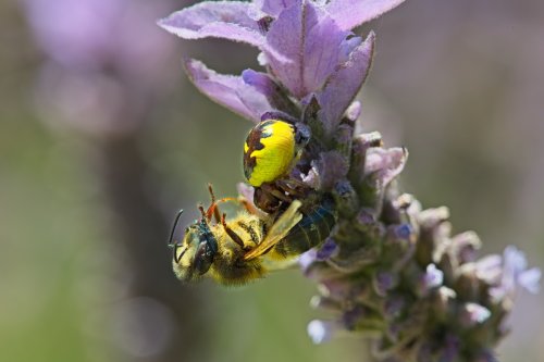 Araña Napoleón con su presa