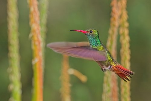 Colibrí en vuelo