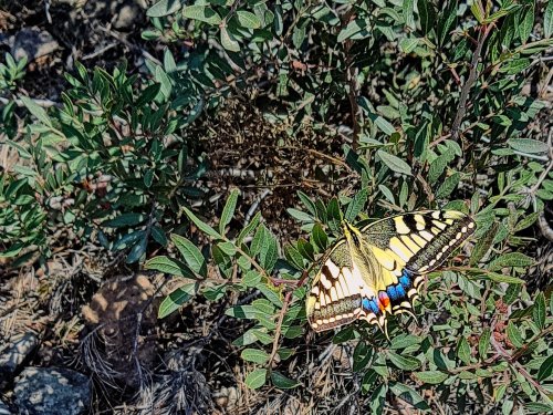Macaón (papilio machaon)