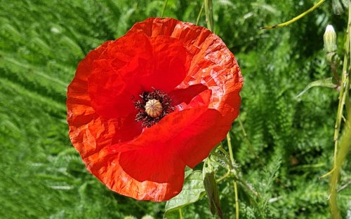 Amapola (papaver rhoeas)