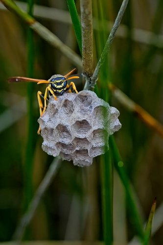 Avispa papelera (polistes)