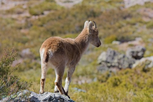 Cabra montés joven (capra pyrenaica)
