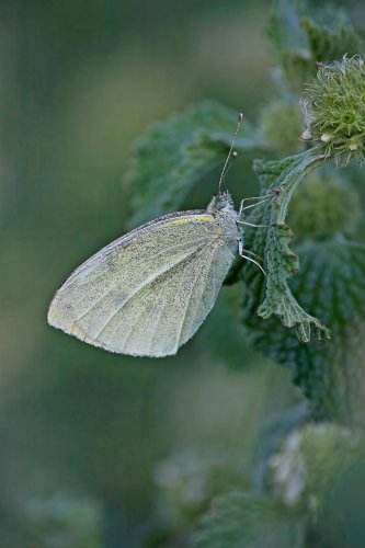 Blanquita de la col (pieris brasicae)