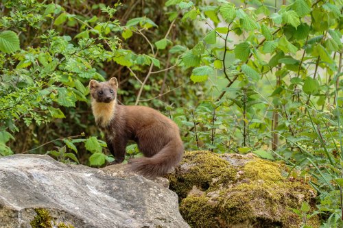 Marta (martes martes)