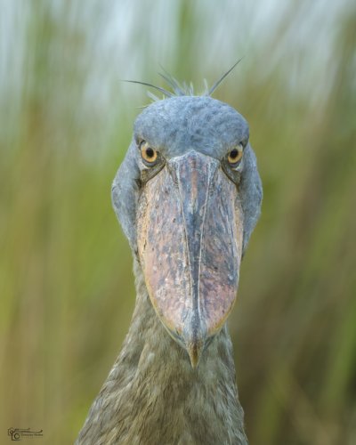 Retrato de un fósil viviente