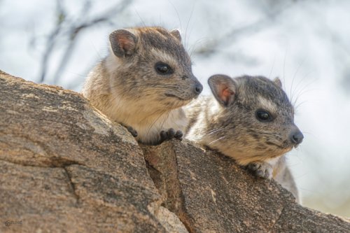 Guardianes de la roca