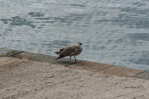 Gaviota en el puerto de Candás