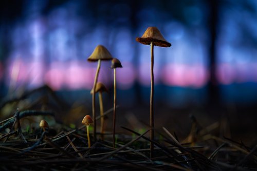 Familia de Panaeolus