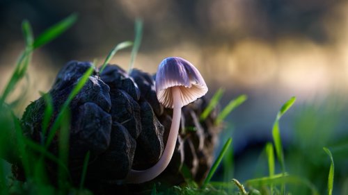 Una piña con encanto