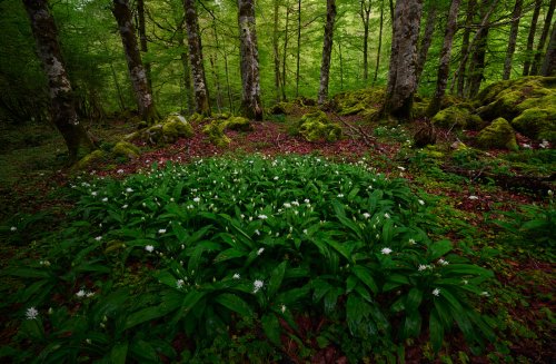 Flores de ajo silvestre
