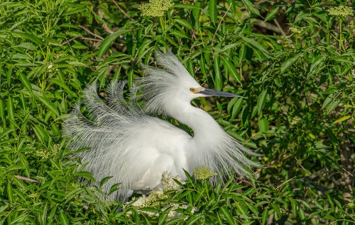 Garza Nivea (Snowy Egret)