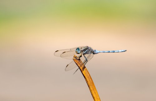 Libelula