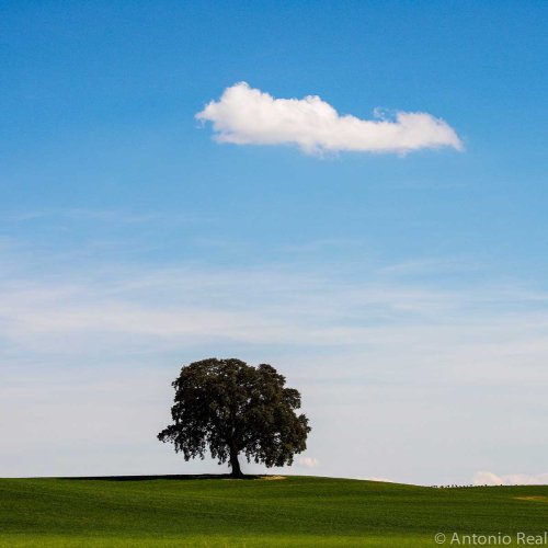 Arbol y nube