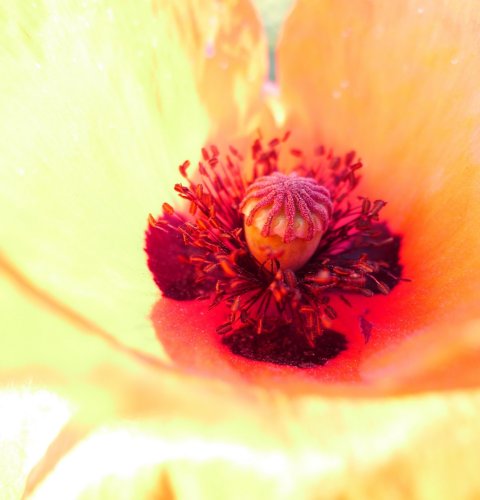 Amapola (Papaver rhoeas). 