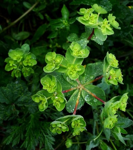 Lechetrezna (Euphorbia helioscopia)