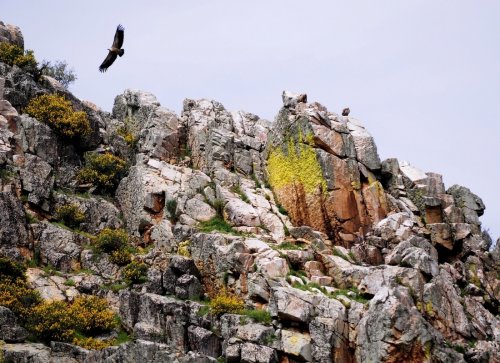 Buitrera. P. N. Monfragüe.