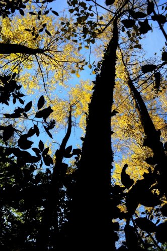 Chopos ( Populus sp.).