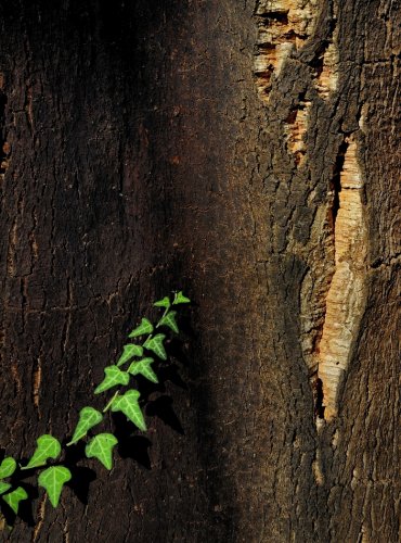 "Buscando la herida".