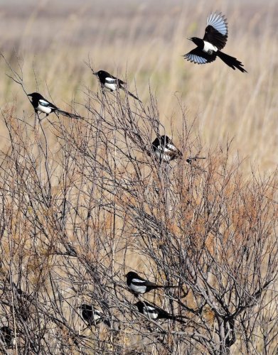 "Urracas (Pica pica)".