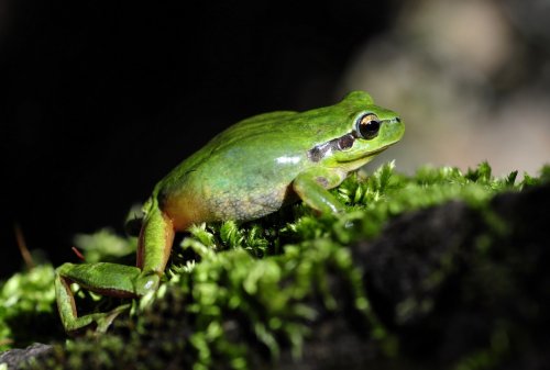 Ranita meridional (Hyla meridionalis)