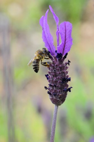 Lavanda (Lavandula stoechas)