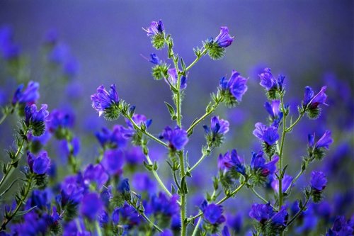 Viborera (Echium plantagineum).