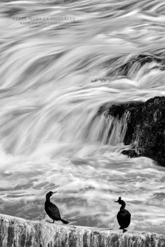 Los cormoranes y el mar