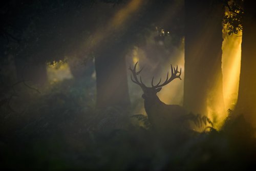 El despertar del bosque